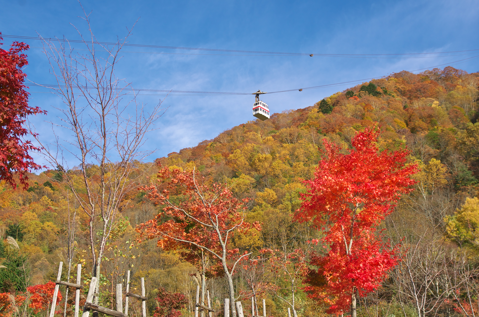 10月が見頃 愛犬と行く東海地方のおすすめ紅葉スポット 愛知 岐阜 三重 静岡 愛犬との旅行ならイヌトミィ