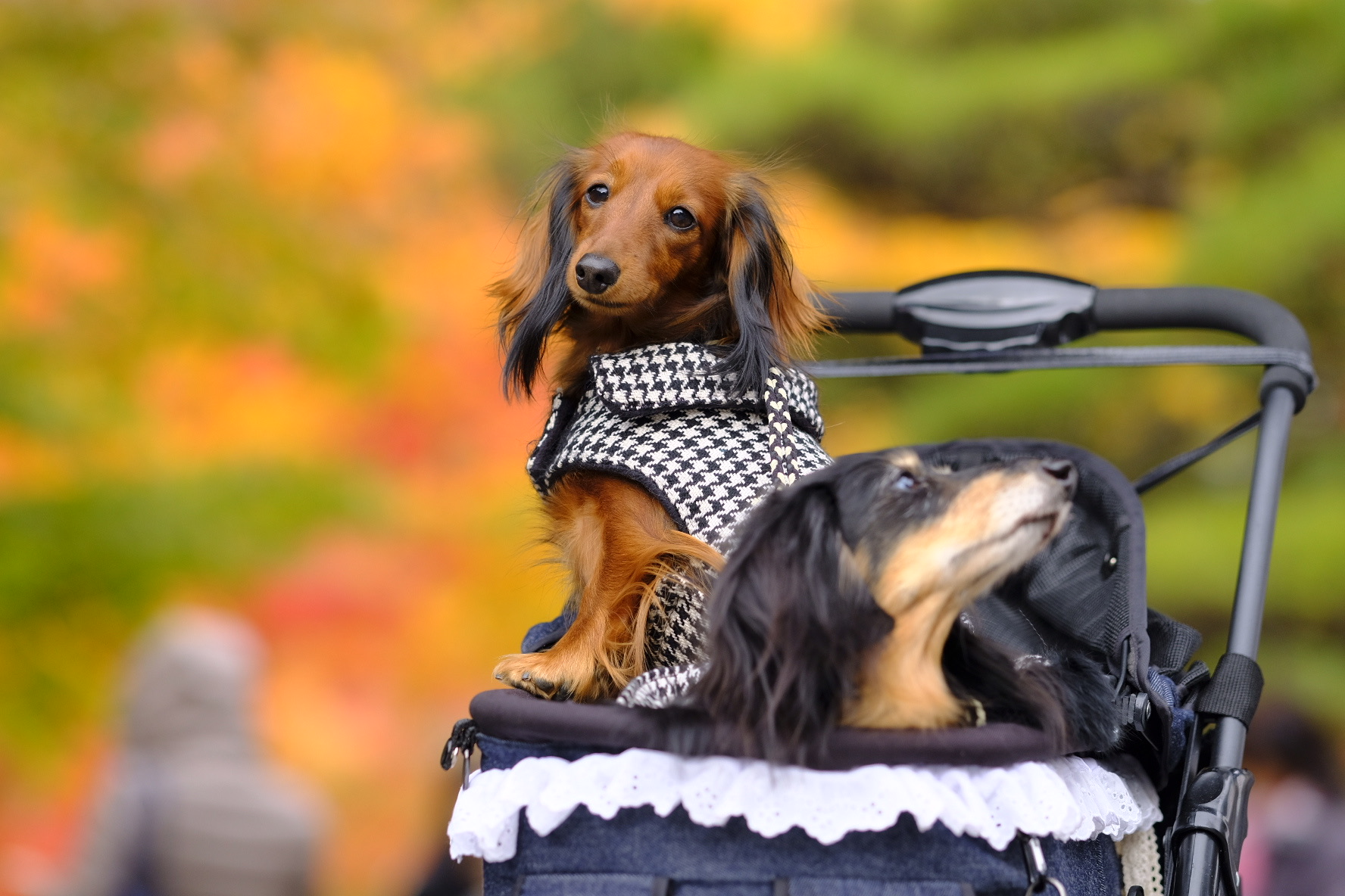 秋におすすめ 愛犬と楽しむ9月 10月が見頃の紅葉スポット 関東編 愛犬との旅行ならイヌトミィ