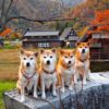 【10月が見頃】愛犬と行く東海地方のおすすめ紅葉スポット＜愛知・岐阜・三重・静岡＞