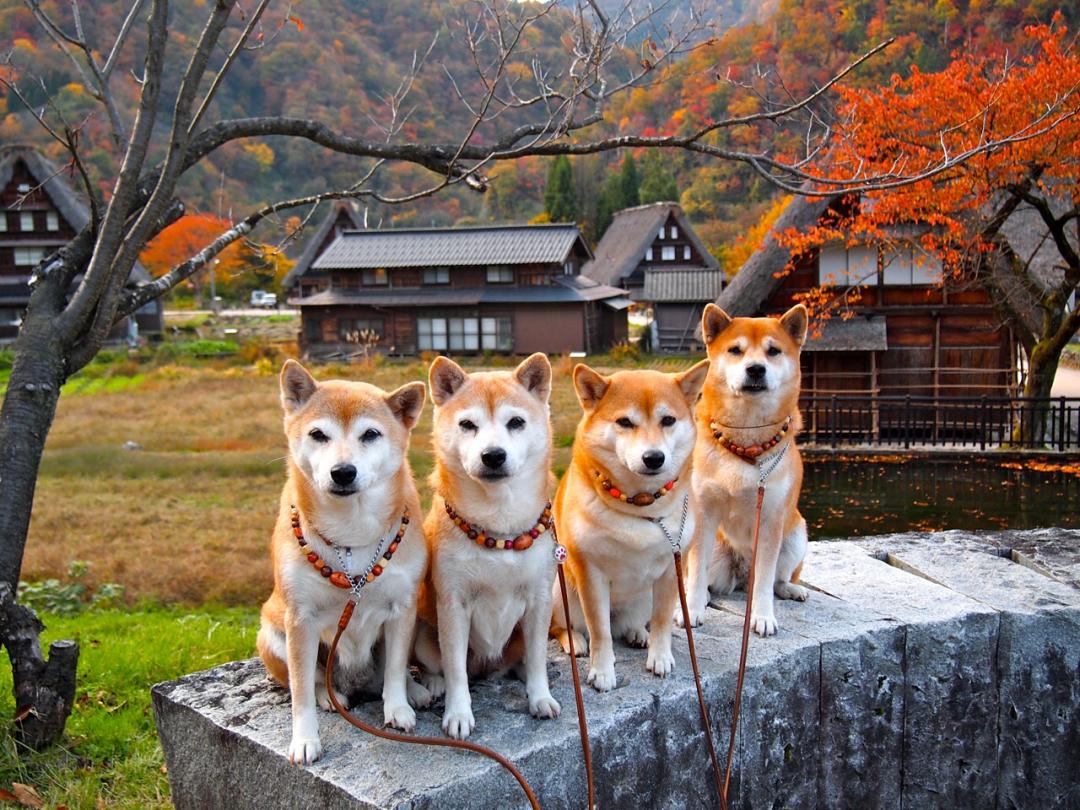 10月が見頃 愛犬と行く東海地方のおすすめ紅葉スポット 愛知 岐阜 三重 静岡 愛犬との旅行ならイヌトミィ