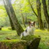 まるでジブリの世界！愛犬と一緒に楽しめる岐阜県「せせらぎ街道」の散策＆撮影スポット特集