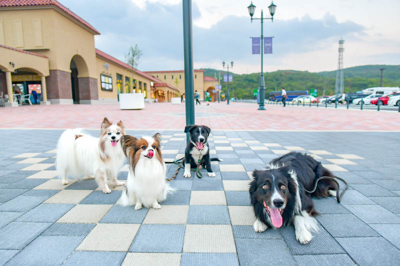 愛犬家が勝手にランキング 犬連れに優しいサービスエリアtop５ 本州編 愛犬との旅行ならイヌトミィ