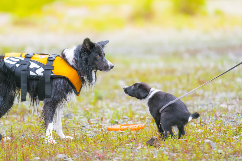 Ikeaや100円ショップ 愛犬用マナーパックを買うならどこ おすすめ5社を徹底比較 愛犬との旅行ならイヌトミィ