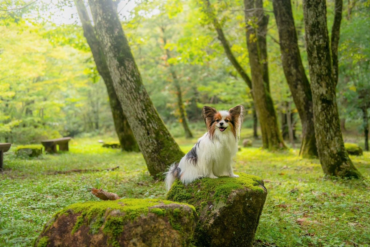 まるでジブリの世界 愛犬と一緒に楽しめる岐阜県 せせらぎ街道 の散策 撮影スポット特集 愛犬との旅行ならイヌトミィ
