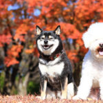 愛犬と一緒に秋の富士河口湖紅葉まつり＆グランピングを楽しもう！＜山梨県＞