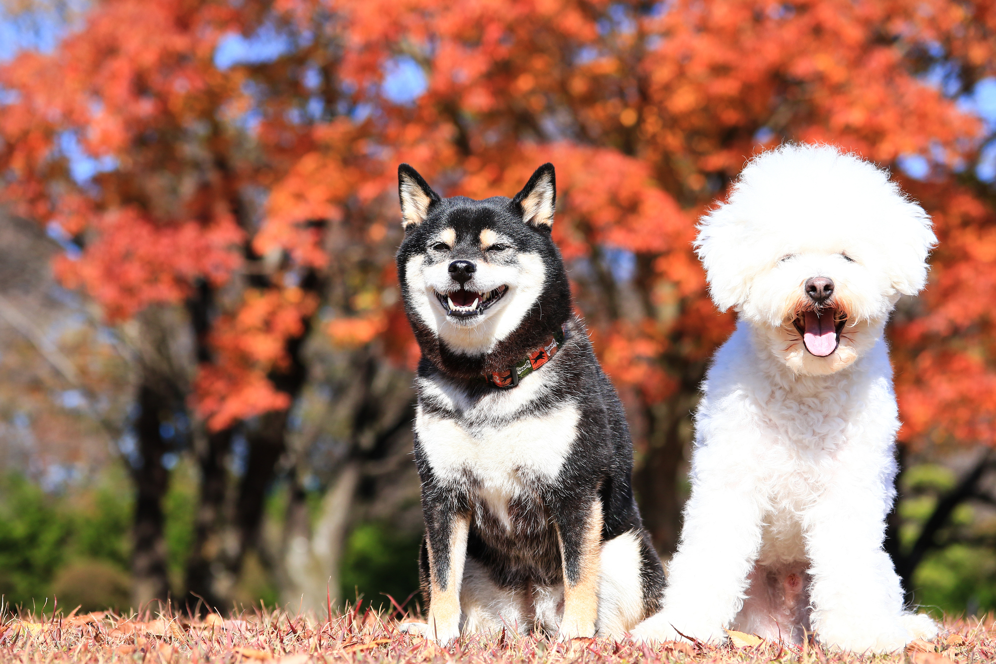 愛犬と一緒に秋の富士河口湖紅葉まつり グランピングを楽しもう 山梨県 愛犬との旅行ならイヌトミィ