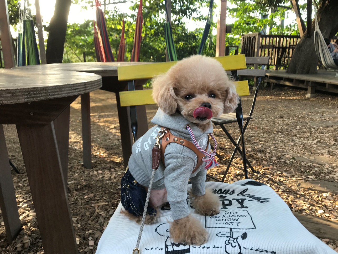 千葉市 愛犬連れにも人気 ツリーハウスのある森カフェ コミュニティシェアスペース 椿森コムナ 愛犬との旅行ならイヌトミィ