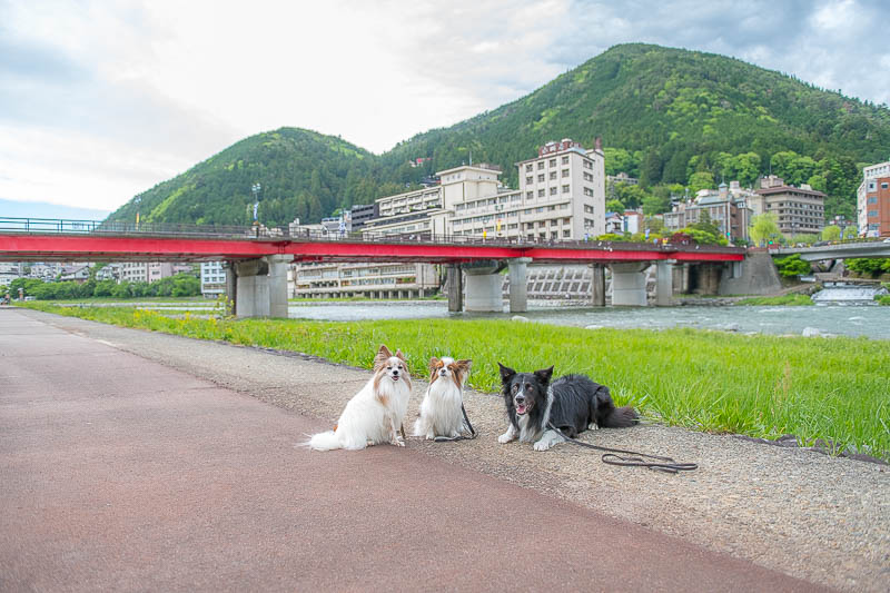 犬連れドライブ 日帰りプチ旅行におすすめ 下呂温泉 のペット歓迎の公園や駐車場情報 岐阜県 愛犬との旅行ならイヌトミィ