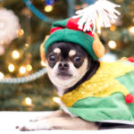 小型犬～大型犬までゆったり歩けるロマンチックなクリスマスタウン & イルミネーションスポット