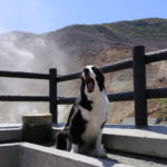 人気の定番観光地！愛犬と一緒に紅葉＆温泉が楽しめる秋の箱根旅行プラン＜神奈川県＞