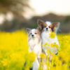 1月から菜の花が！？犬連れ歓迎の「渥美半島菜の花まつり」で春を先取り！＜愛知県＞