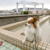 【伊東・伊豆高原周辺】犬連れ大歓迎！無料のおすすめドッグラン＆観光施設５選！