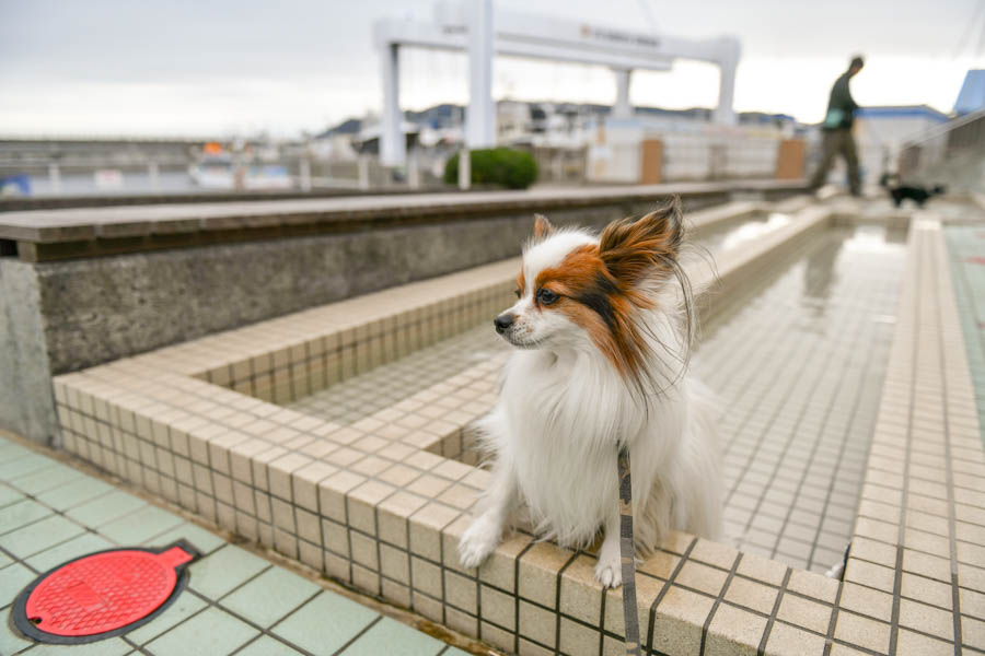 伊東 伊豆高原周辺 犬連れ大歓迎 無料のおすすめドッグラン 観光施設５選 愛犬との旅行ならイヌトミィ