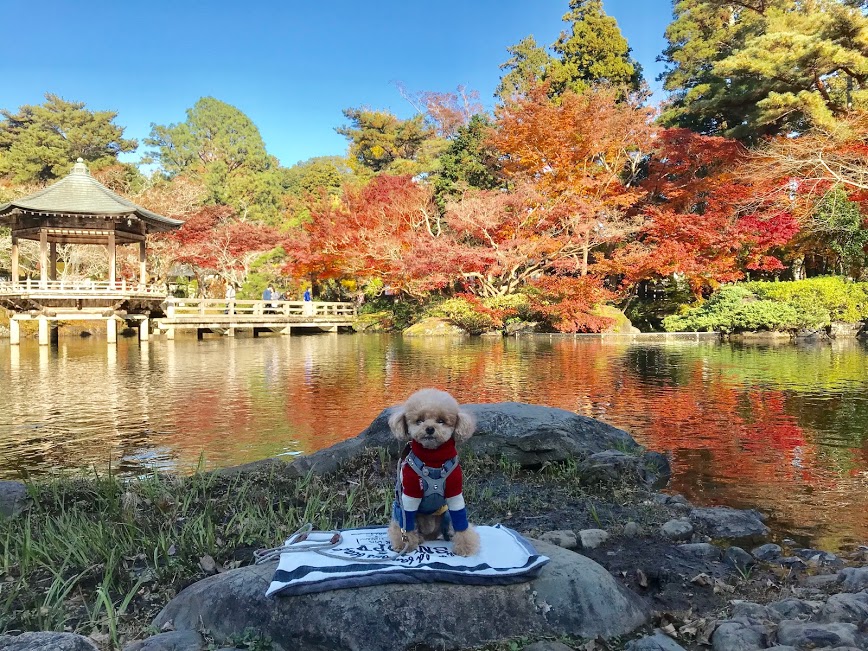 成田駅 愛犬とお散歩デート 成田山公園紅葉まつりと老舗店が連なる表参道食べ歩き 愛犬との旅行ならイヌトミィ