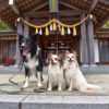 初詣も愛犬と一緒♡東海地方にある人気の犬連れ初詣先の特集！＜小型犬～大型犬対応＞