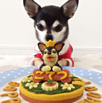 愛犬の誕生日に贈りたい おすすめバースデーケーキ10選 愛犬との旅行ならイヌトミィ