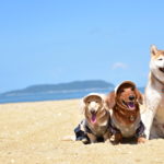 年末年始は暖かい静岡県沿岸で！愛犬と一緒に楽しめるイベント＆観光スポット特集＜熱海、伊豆高原、日本平＞