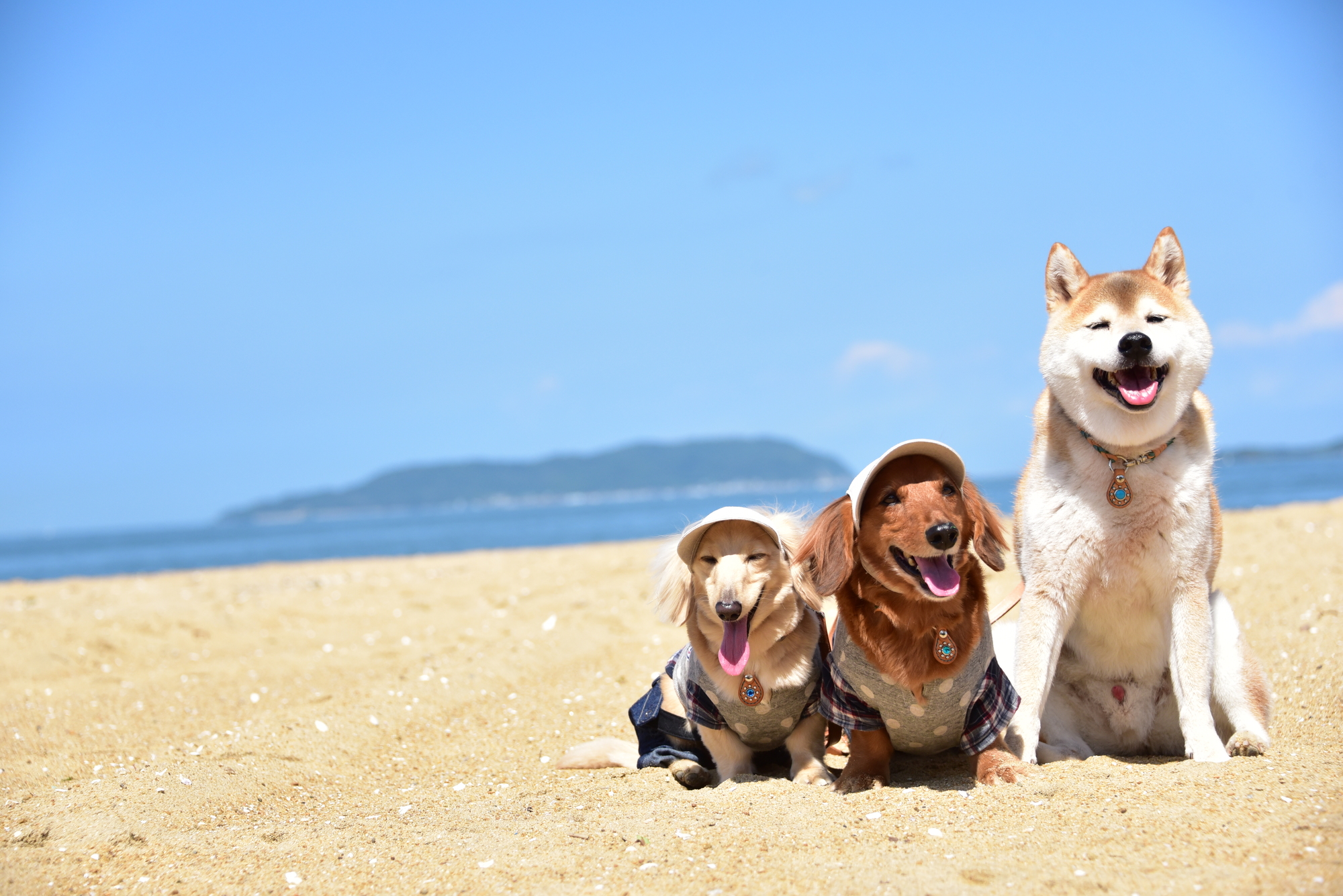 静岡 犬 と 触れ合える