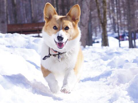 ワンコも大好き雪あそび 愛犬と一緒に楽しめるスノーシュー スノードッグラン スキー場特集 愛犬との旅行ならイヌトミィ