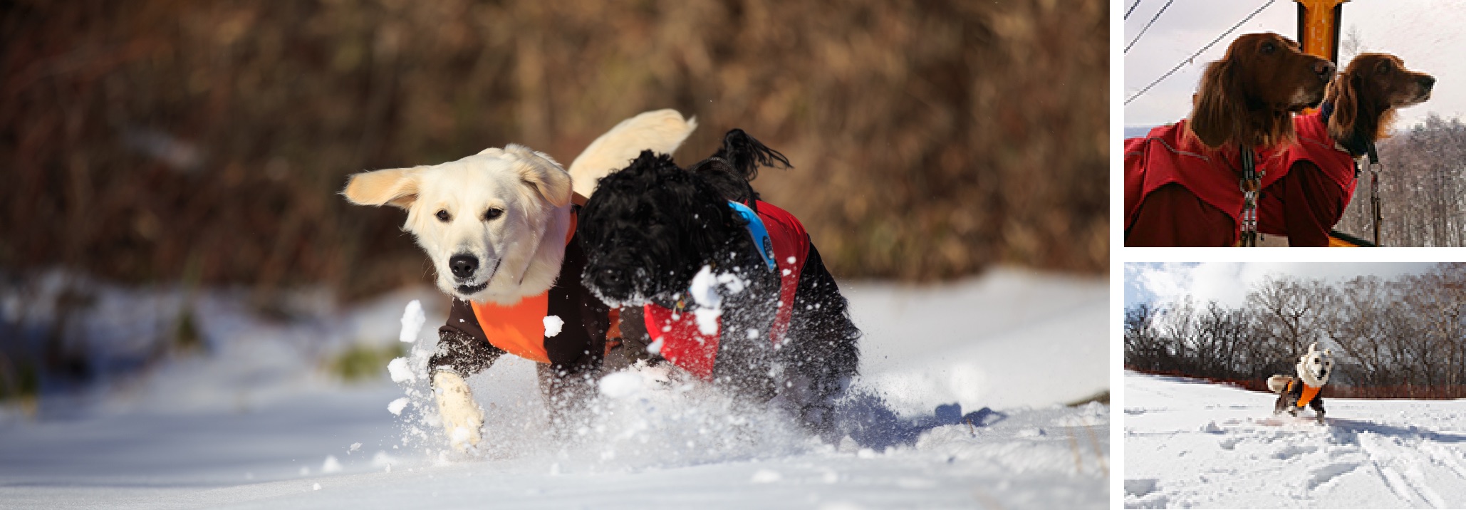 ワンコも大好き雪あそび 愛犬と一緒に楽しめるスノーシュー スノードッグラン スキー場特集 愛犬との旅行ならイヌトミィ