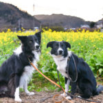 1月から菜の花が楽しめる南伊豆町で愛犬と春を先取り♪2019年2月10日～3月10日「みなみの桜と菜の花まつり」開催！