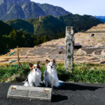 気分は異国の地？愛犬と一緒に冬の「丸山千枚田」がフォトジェニックだった！＜三重県＞