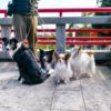 愛犬と伊豆高原で初詣するなら「神祇大社」！ワンちゃん連れにおすすめの理由とは？