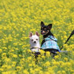 愛犬と一緒に房総半島で春を先どり♪菜の花が咲き誇る「菜な畑ロード2019」＆花畑がある「道の駅」＆電車に乗ってお花見鑑賞「いすみ鉄道」