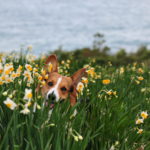 年明けは長崎が熱い！愛犬と一緒に約1,000万本の水仙が咲く「のもざき水仙まつり」＆約30万球のイルミネーション「光の庭園」