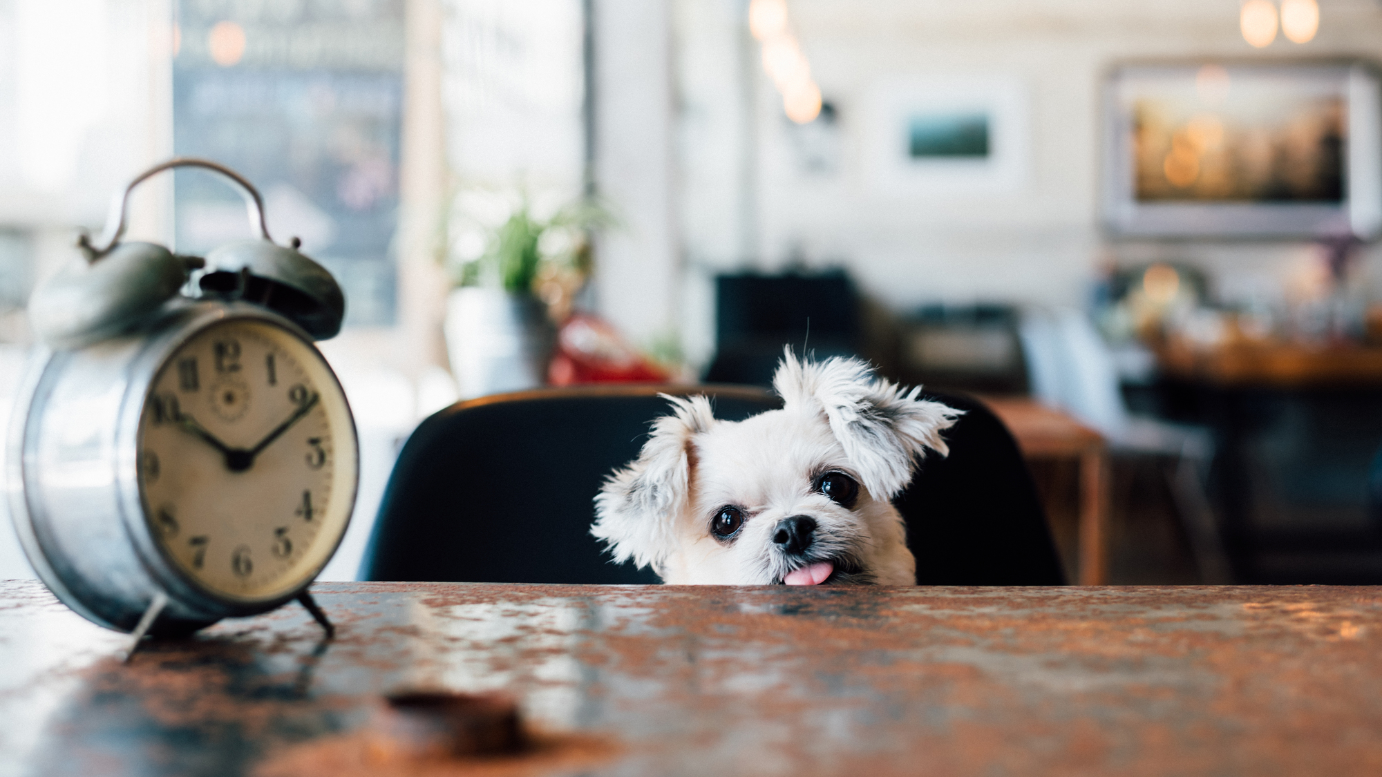 店内ワンちゃんok インスタ映え間違いなしの都内のお洒落なレストラン カフェ特集 愛犬との旅行ならイヌトミィ
