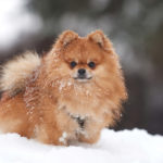 ワンコも大好き雪あそび♪愛犬と一緒に楽しめるスノーシュー＆スノードッグラン＆スキー場特集