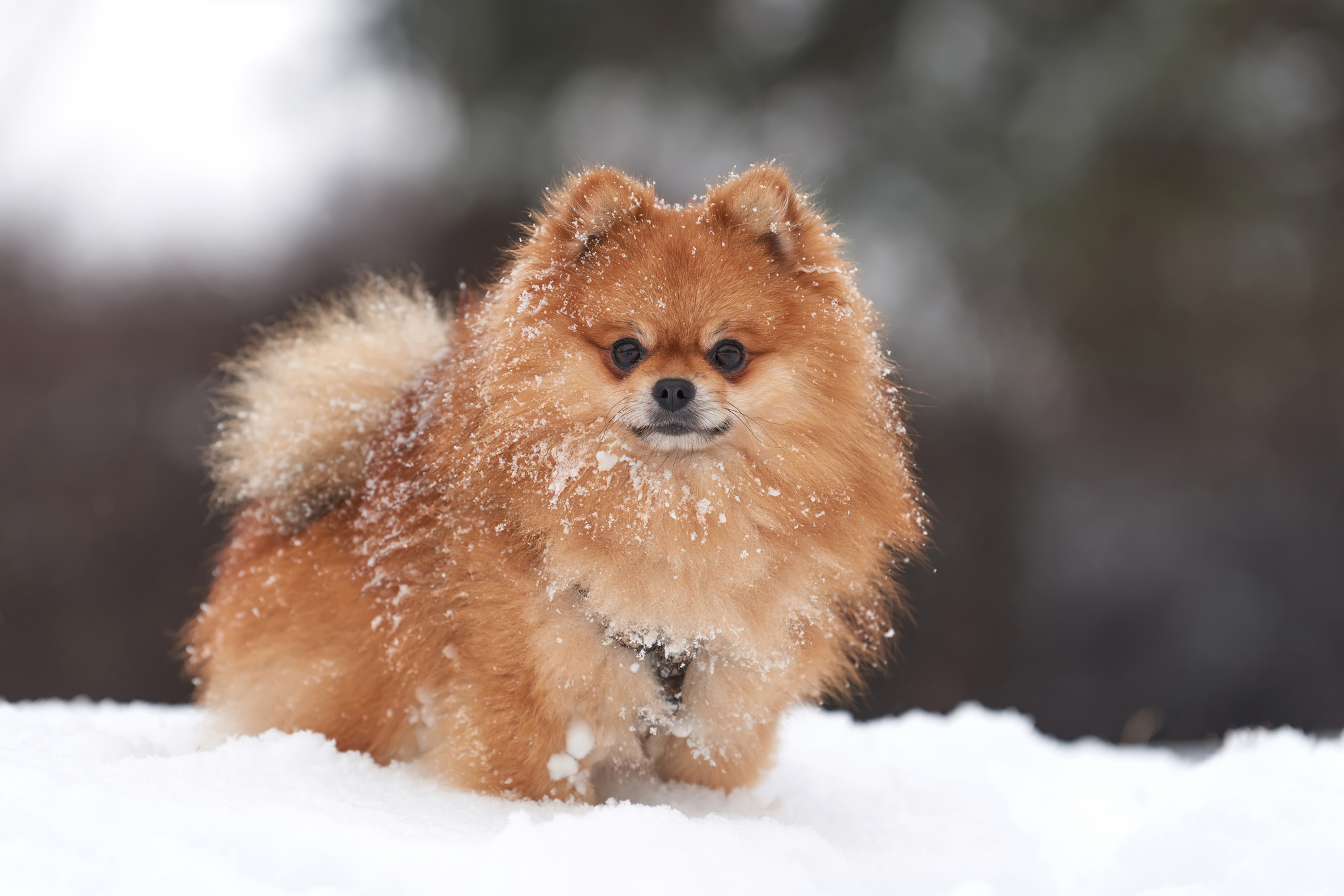 ワンコも大好き雪あそび 愛犬と一緒に楽しめるスノーシュー スノードッグラン スキー場特集 愛犬との旅行ならイヌトミィ