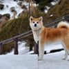 愛犬と冬の秋田へ！たくさんのワンちゃんで盛り上がる「犬っこまつり2019」＆田沢湖や角館の散策＆「横手の雪まつり2019 」
