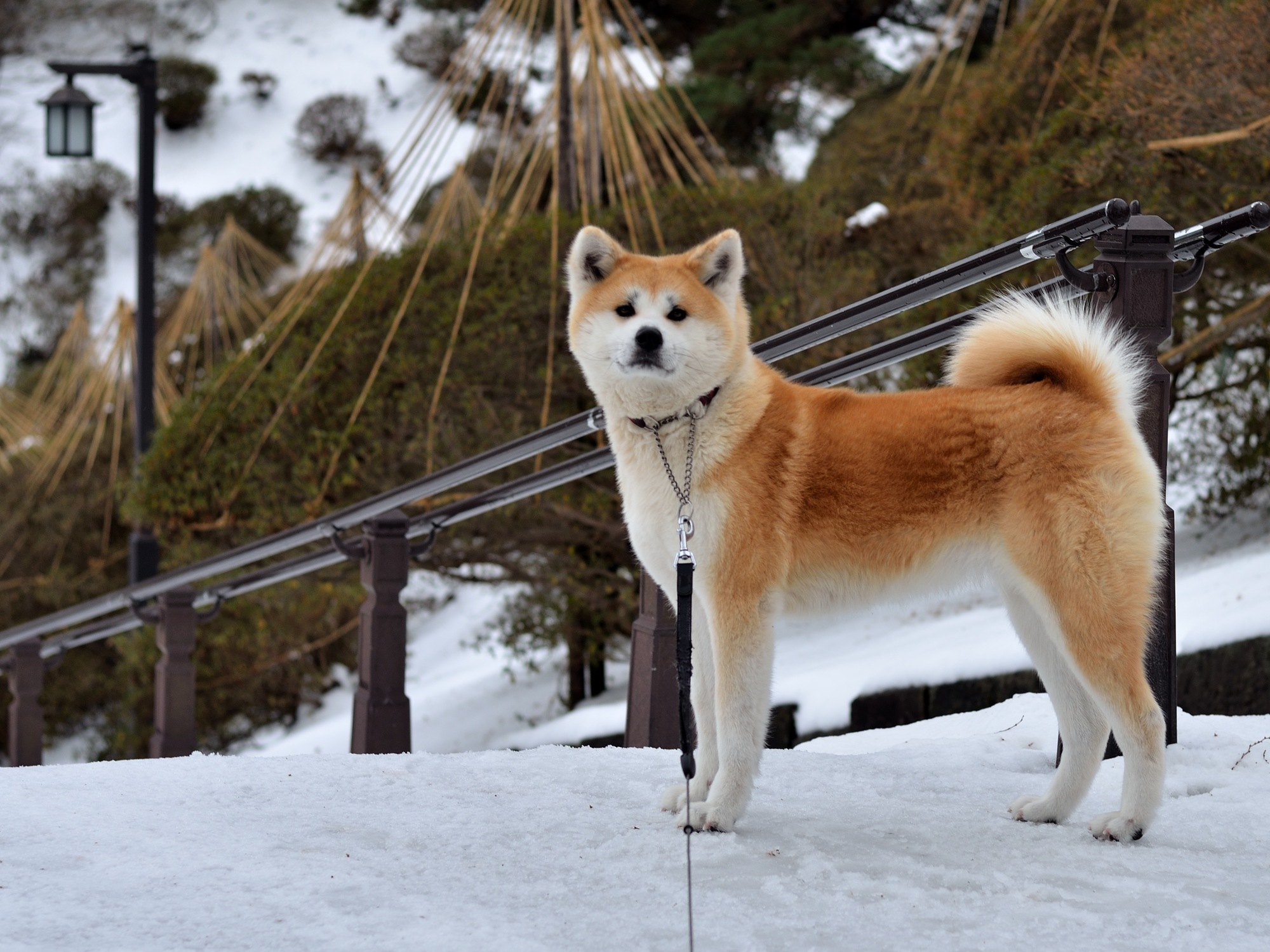 愛犬と冬の秋田へ たくさんのワンちゃんで盛り上がる 犬っこまつり19 田沢湖や角館の散策 横手の雪まつり19 愛犬との旅行ならイヌトミィ