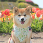 陽気で暖かい房総半島へ！愛犬と一緒に早春の花畑巡り旅行＜千倉・白浜・館山編＞