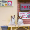 愛犬と一緒に浜名湖沿い舘山寺のペット可老舗「らーめんカフェ ワコー」へ！冬は薪ストーブで快適！＜静岡県＞