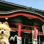 愛犬といっしょなら、見慣れた街もシアワセ模様！地元・名古屋の誇り「大須商店街（おおすしょうてんがい）」