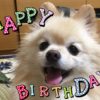 感謝の気持ちを忘れずに！バレンタインデーは愛犬のお誕生日♡愛情たっぷり簡単レシピもご紹介