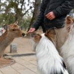 愛犬と一緒に奈良公園を散策！「奈良の鹿」の注意点や周辺にあるドッグフェ特集！