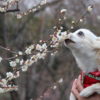 【神奈川県】都心からも約2時間！2月～3月に開催される愛犬同伴OKの梅まつり特集