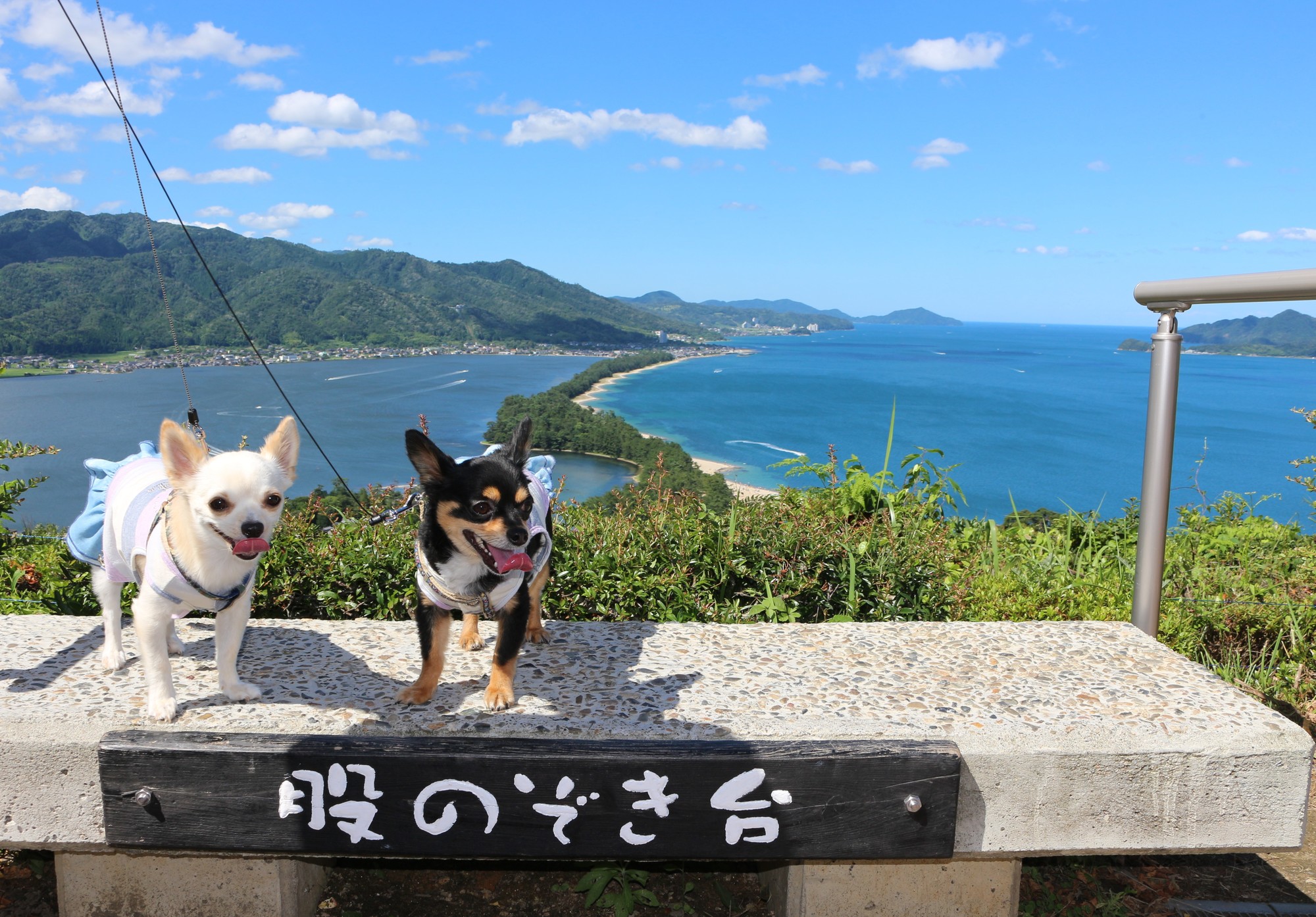 愛犬と自然を満喫旅行 天橋立 周辺の観光スポット お食事処 民宿 豪華リゾート特集 京都府 愛犬との旅行ならイヌトミィ