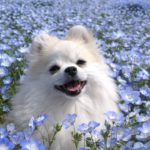 【東日本版】ゴールデンウィークに愛犬と行きたい春のお花が楽しめる観光スポット10選！
