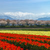 驚きの絶景スポット「春の四重奏」＆北アルプスを望める「白馬村」で愛犬と早春のさわやか旅行！