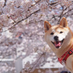 ＜３月下旬～４月上旬見頃＞愛犬と一緒にお花見旅行！群馬県で桜鑑賞＆軽井沢に泊まろう！