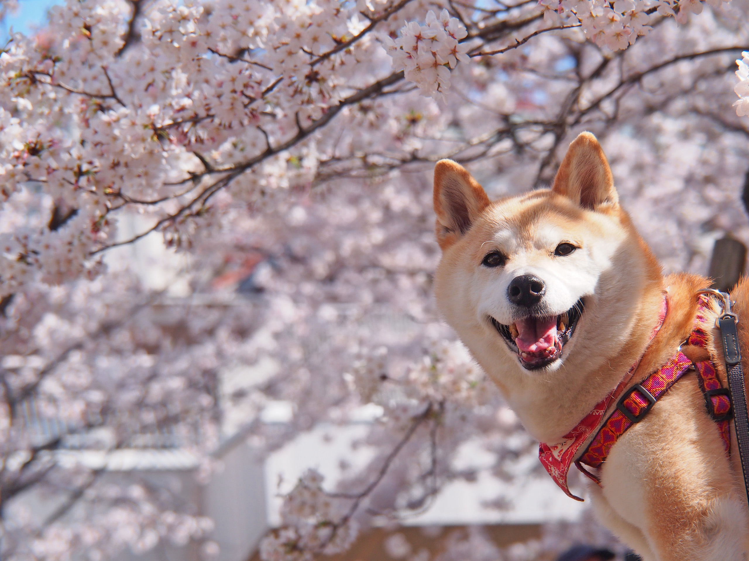 ３月下旬 ４月上旬見頃 愛犬と一緒にお花見旅行 群馬県で桜鑑賞 軽井沢に泊まろう 愛犬との旅行ならイヌトミィ
