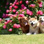 愛犬と一緒に春のお花鑑賞を楽しもう！おすすめのバラ祭り&バラ園＜中部エリア＞