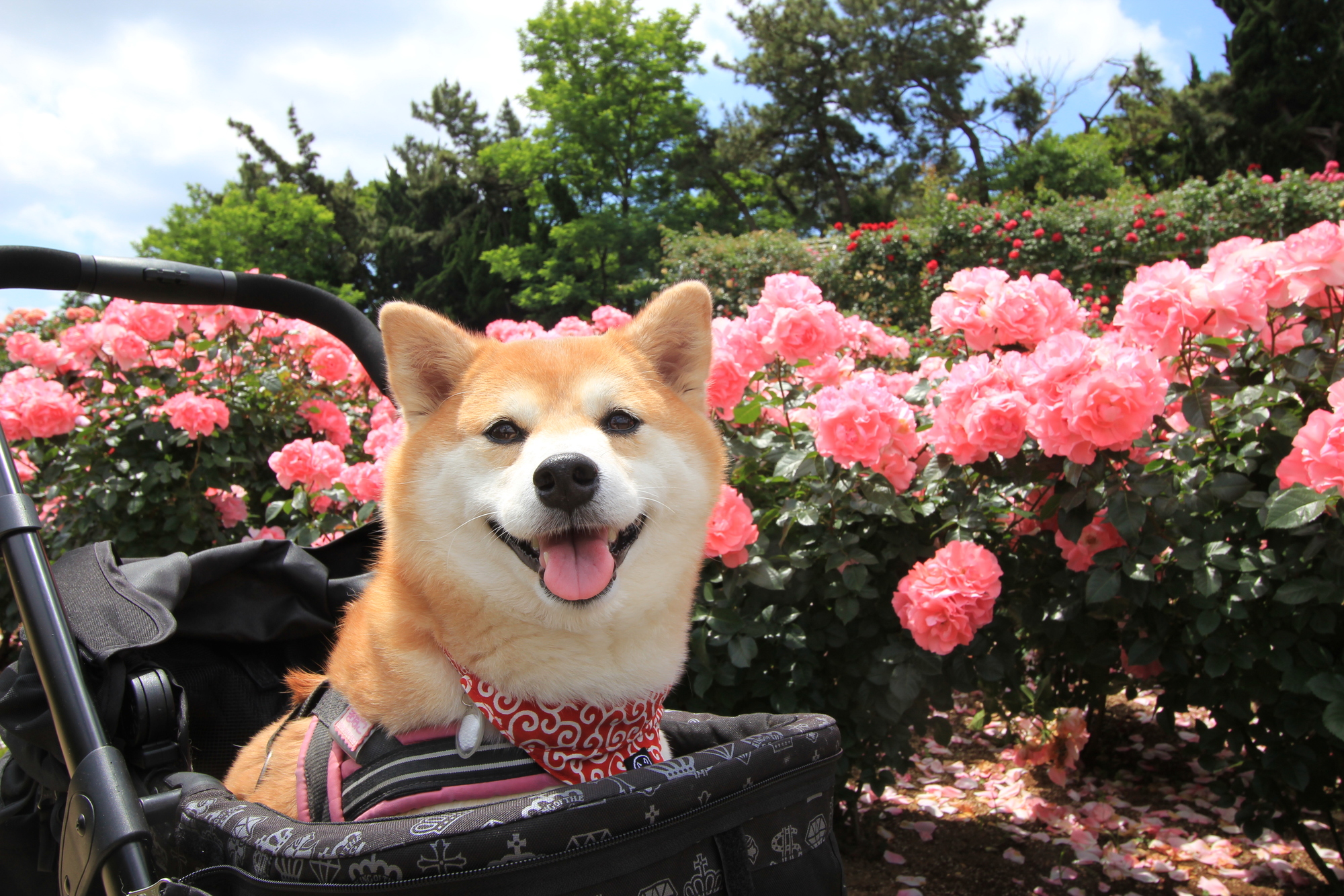 19年版 関東エリア 愛犬と一緒に楽しめる春のバラ園 ローズガーデン特集 愛犬との旅行ならイヌトミィ