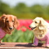 【西日本版】ゴールデンウィークに愛犬と行きたい春のお花畑が楽しめる観光地スポット11選！
