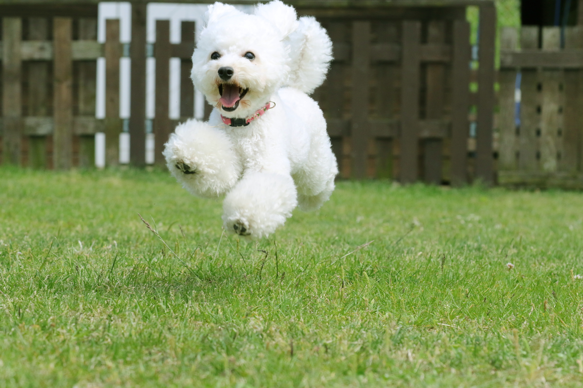 愛犬とのドライブを快適に 休憩場所としておすすめの山梨県の無料ドッグラン15選 愛犬との旅行ならイヌトミィ