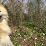 愛犬とマイナスイオンの園へ！季節折々の植物と景色を楽しめる「箱根湿生花園」